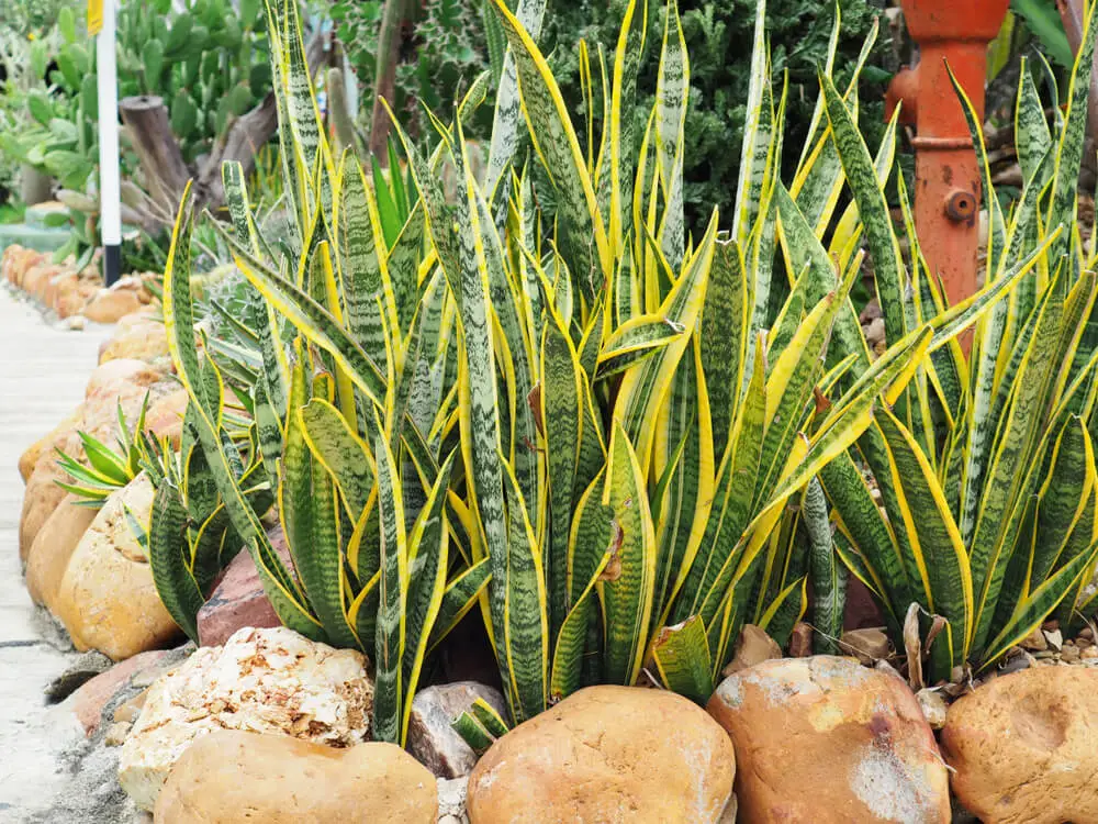 Espada-de-são-jorge