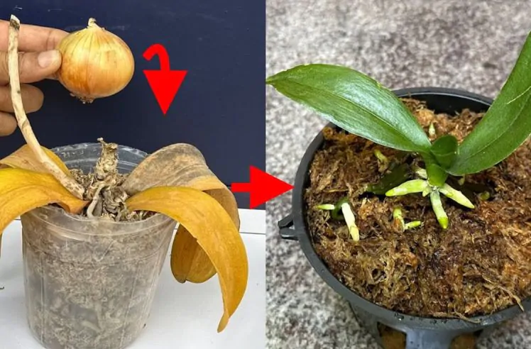 Cultivando Orquídeas com a Ajuda da Cebola