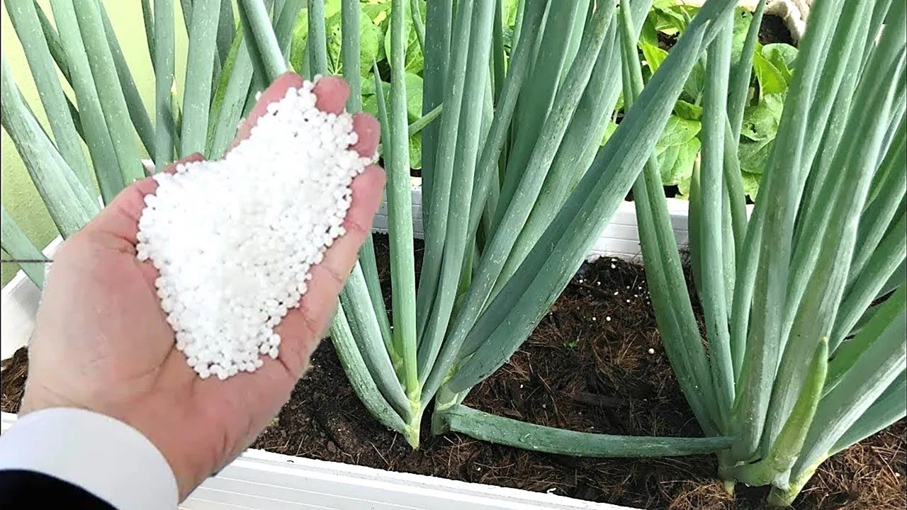 Cebolinha Explodir de Tanto Crescer