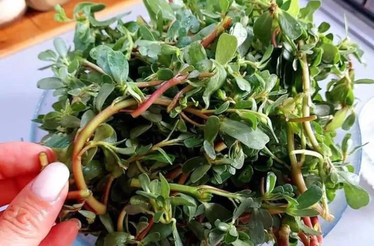 Benefícios da Beldroega