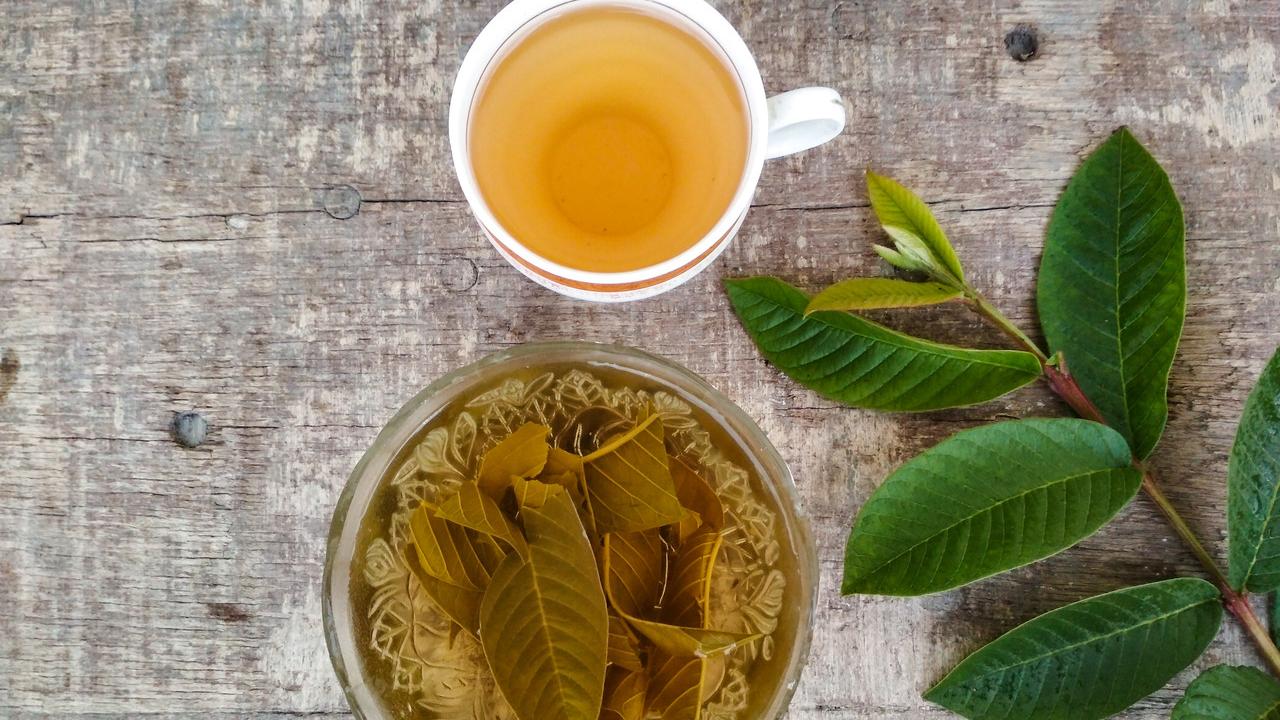 Benefícios das Folhas de Goiabeira